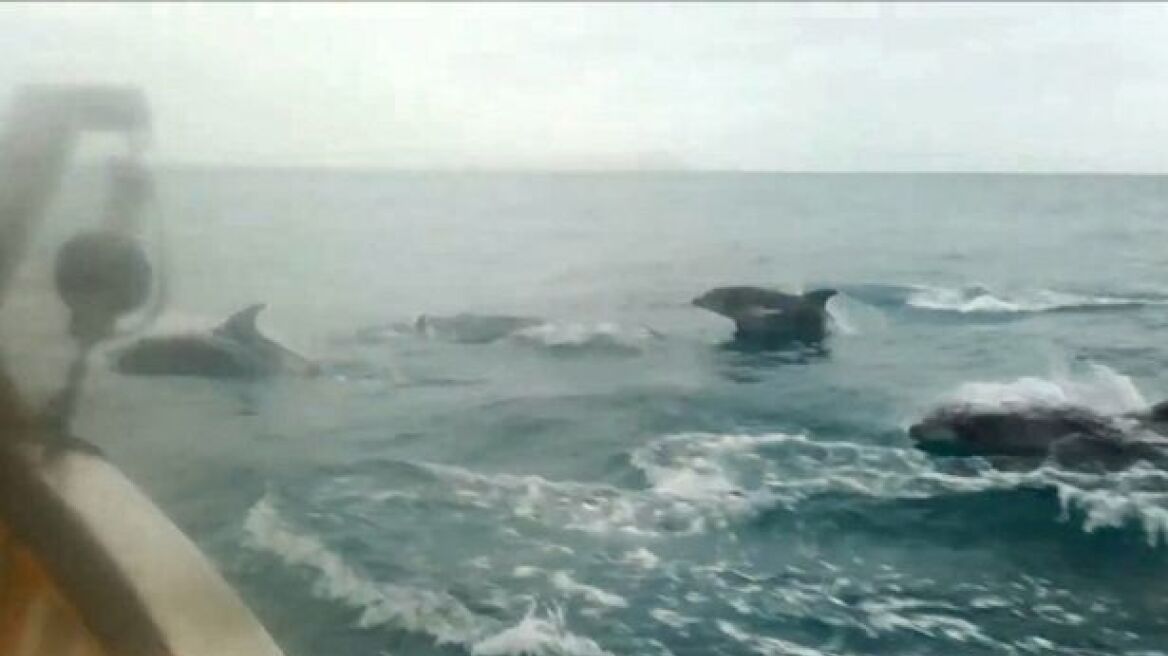 Εντυπωσιακό βίντεο: Εκατοντάδες δελφίνια παίζουν στην θάλασσα